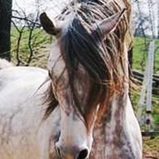 Shagya Araber (SH) Excellent Bajar