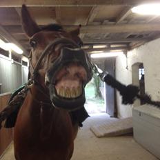 Oldenborg Dragonens Select