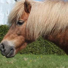 Shetlænder Turbo Tulle