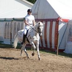 Anden særlig race Skrædderdals Al Capone
