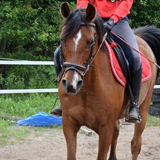 Arabisk fuldblod (OX) Nassim