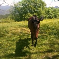 Anden særlig race Cerise