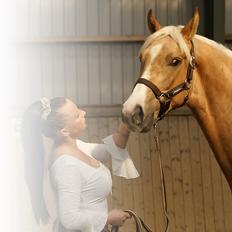 Dansk Varmblod Østrupgårds Romance
