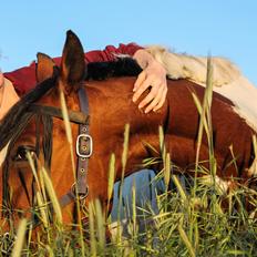 Pinto Wyoming Lightfoot (Helosanbabyen)