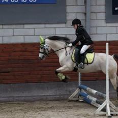 Welsh Partbred (Sec F) TF Soft Eyez