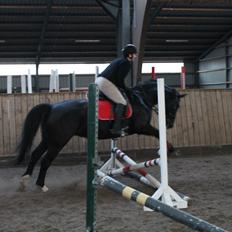 Anden særlig race Flika