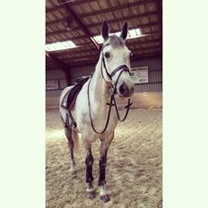 Dansk Varmblod Guido Damgård