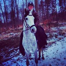 DSP BAKKEGAARDENS TRIPLE PERFECT