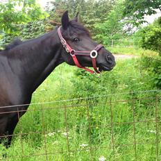 New Forest Remontes Sweet Swing (solgt)