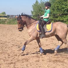 Tysk Sportspony Søndermarkens Oscar