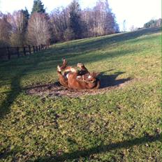 Anden særlig race Håbet Zeus