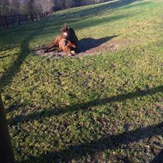 Anden særlig race Håbet Zeus