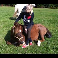 Anden særlig race Håbet Zeus