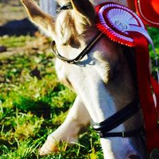 Anden særlig race  Fursten Fire        ( B-Pony )