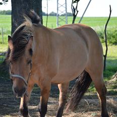 Anden særlig race Frej