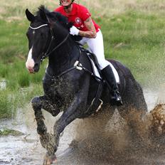 Anden særlig race Klitgaards Mr Big *R.I.P*