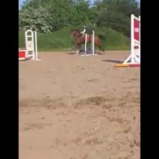 Holstener Lertevang's Cailex (låne hest)