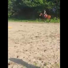 Holstener Lertevang's Cailex (låne hest)