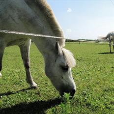 Anden særlig race Østergårdens Rommy