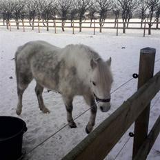 Anden særlig race Østergårdens Rommy