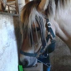 Anden særlig race Ronja Mussen