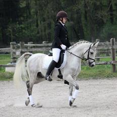 Arabisk fuldblod (OX) Diya Al Din