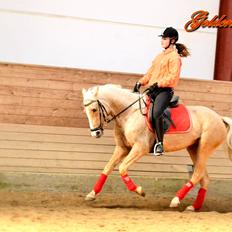 Anden særlig race GOLDEN DANCER (Lille Mus)