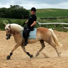 Haflinger Ålebækgård Winaro