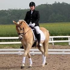 Haflinger Ålebækgård Winaro