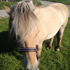 Fjordhest Luna
