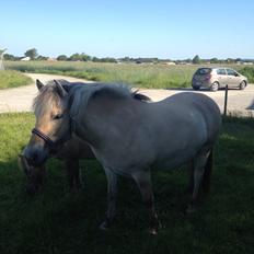 Fjordhest Luna