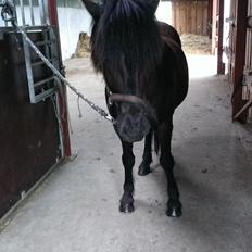 Islænder Svertla fra Røde Mølle