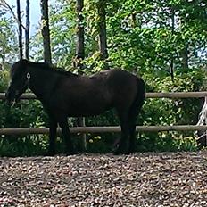 Islænder Svertla fra Røde Mølle