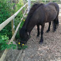 Islænder Svertla fra Røde Mølle