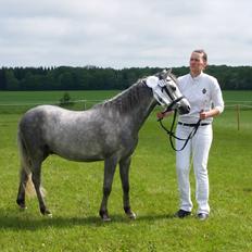 Welsh Pony (sec B) Mirain Simba