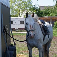Anden særlig race KARIZMA [Tidl. Lånepony]