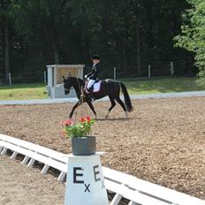 DSP KAVSGAARDS FABIAN *B-pony*