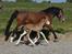 Welsh Cob (sec D) Melanders Flora - 12 dage gammel
