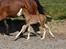 Welsh Cob (sec D) Melanders Flora - 12 dage gammel