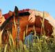Pinto Wyoming Lightfoot (Helosanbabyen)