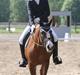 Hollandsk Sportspony Orchid's Marinja B-pony