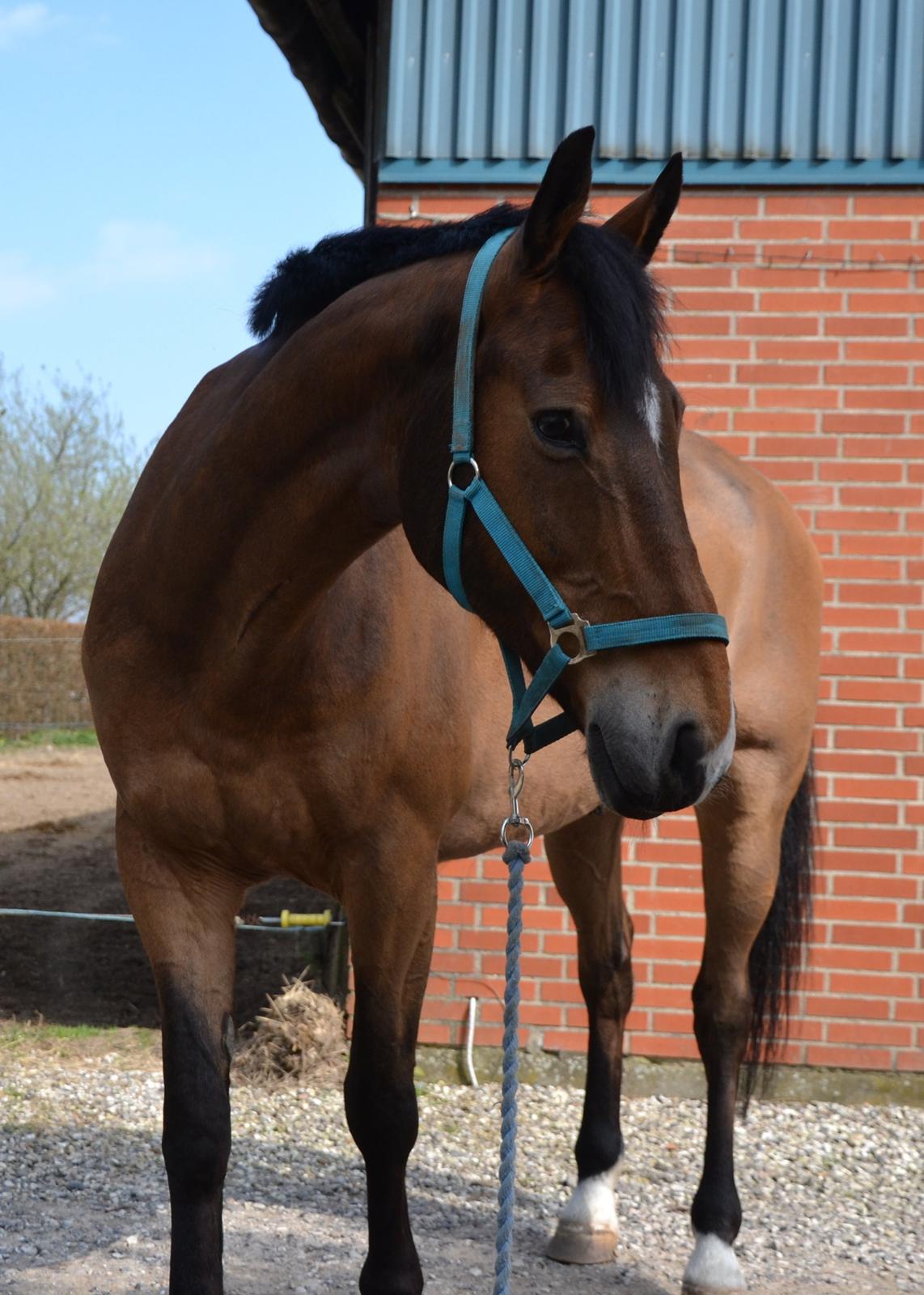 Anden særlig race Arcibald billede 1
