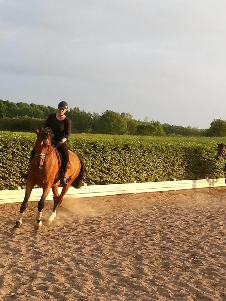 Anden særlig race Ariel Alfarvad Z  (Allan) billede 2