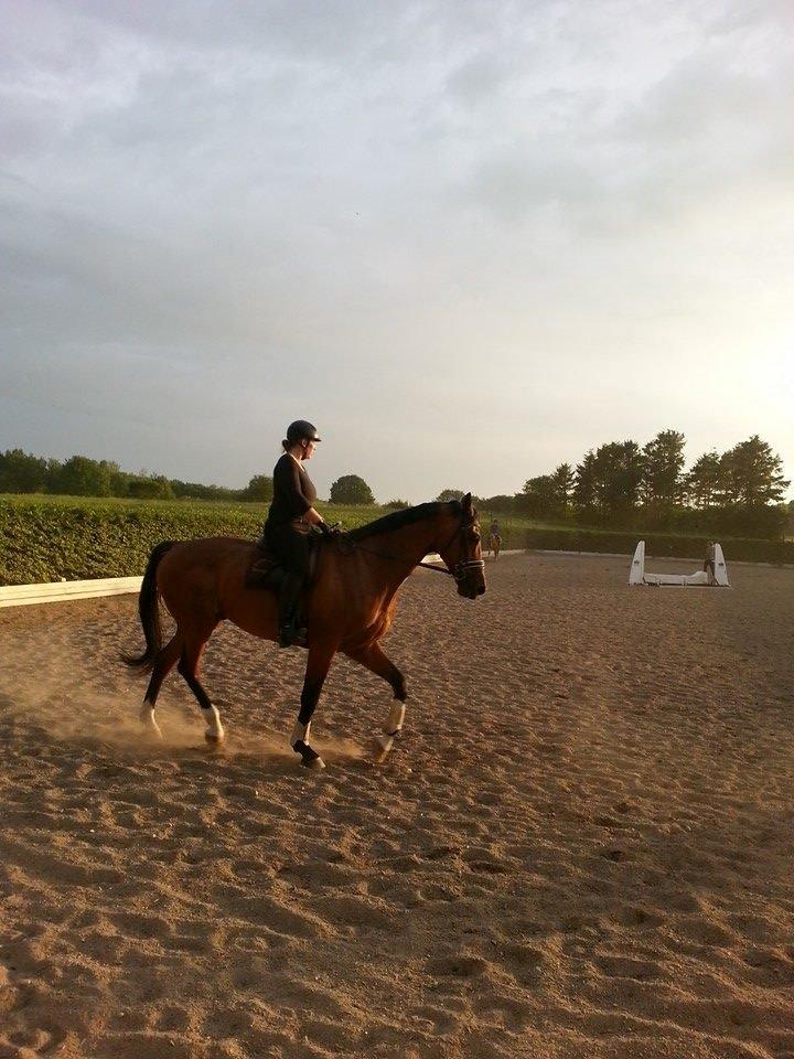 Anden særlig race Ariel Alfarvad Z  (Allan) billede 3