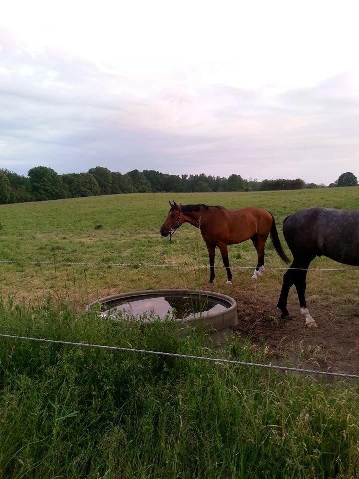 Anden særlig race Ariel Alfarvad Z  (Allan) billede 4