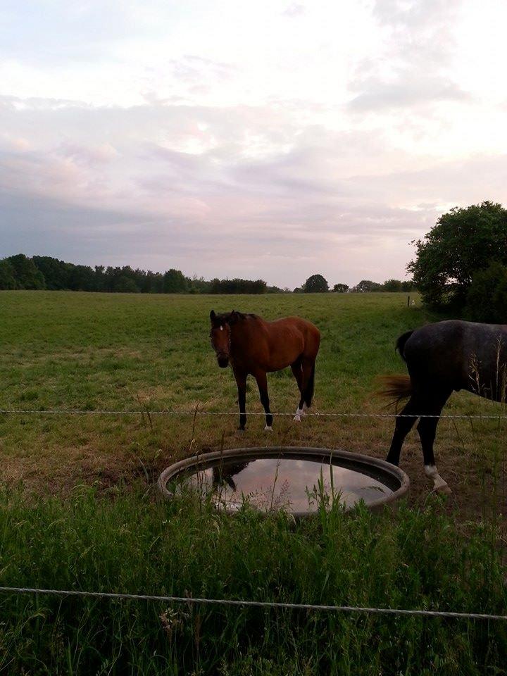 Anden særlig race Ariel Alfarvad Z  (Allan) billede 5