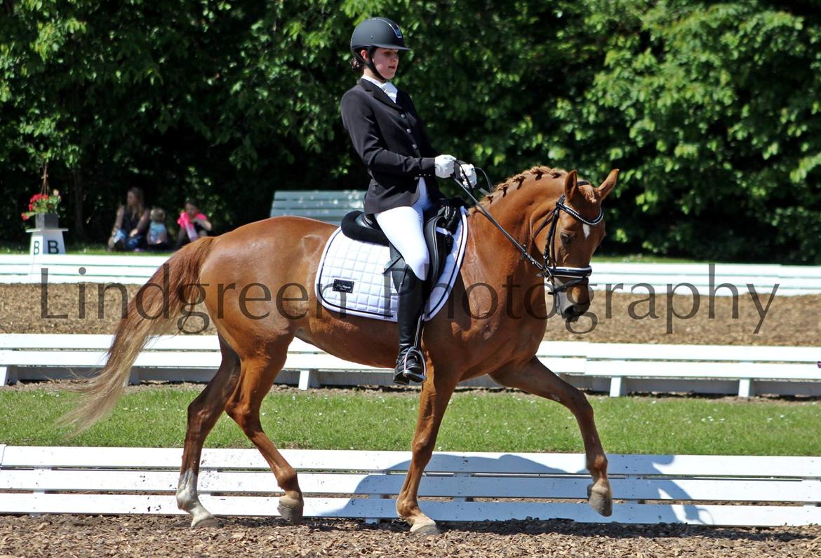 Tysk Sportspony Coccolina De Luxe B-pony  - Start unknow, finish unforgettable - Lindgreen Photography billede 8