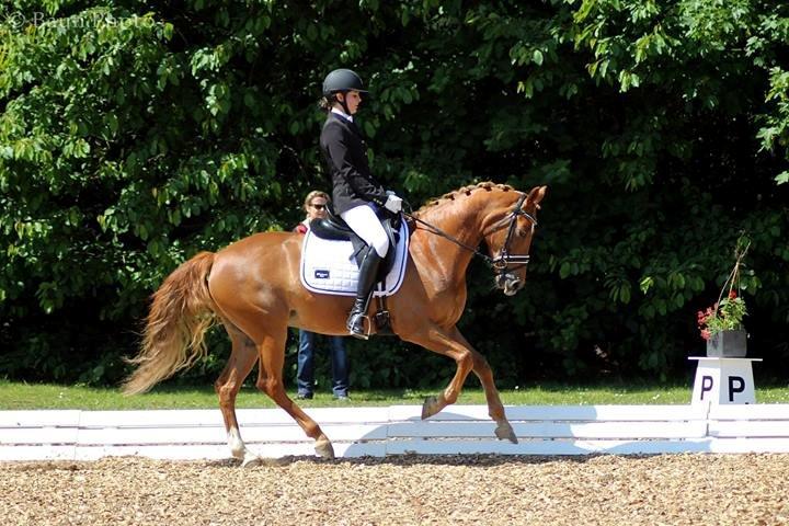 Tysk Sportspony Coccolina De Luxe B-pony  - The best dreams happen when you're awake - Baun Photo billede 9
