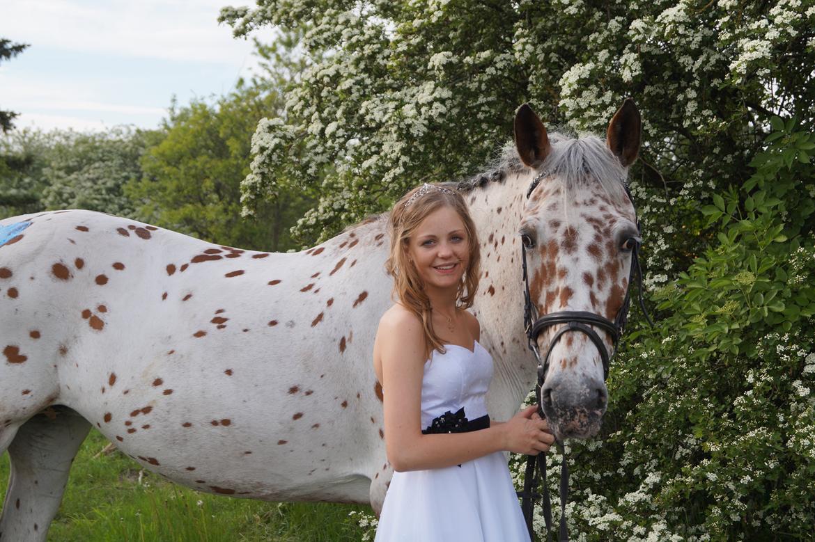 Knabstrupper Nevara Shadow aka. Punto - Konfirmation 18-5-2014 billede 19
