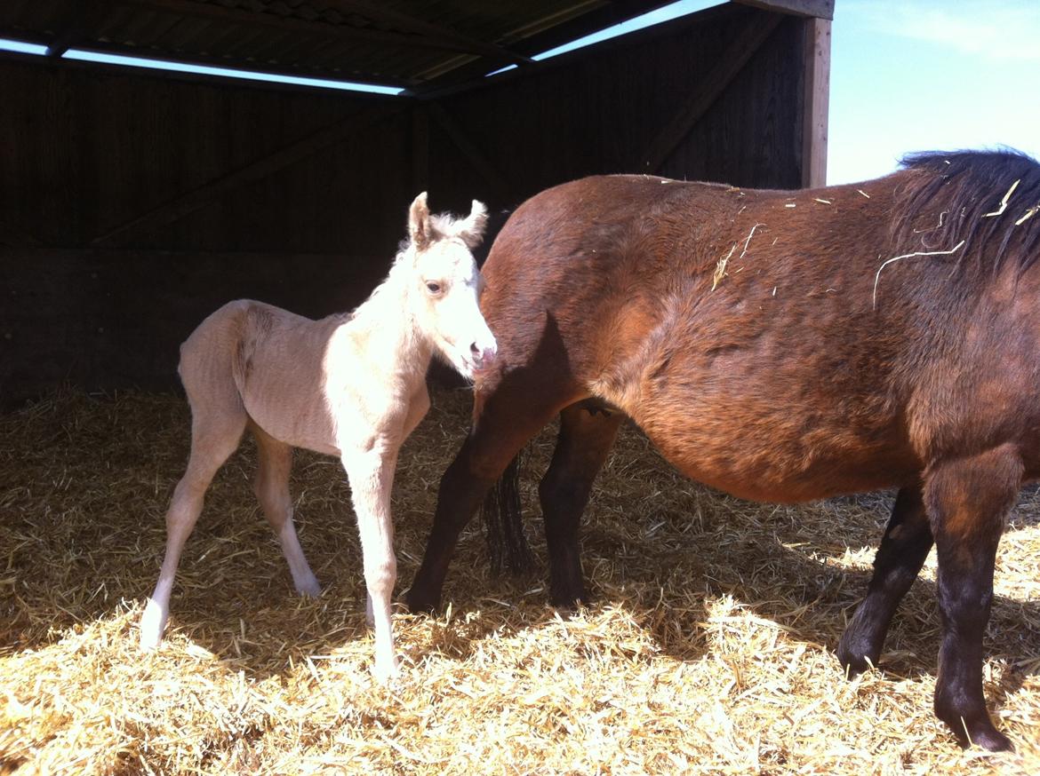 Palomino Elmegaardens Eminence billede 5